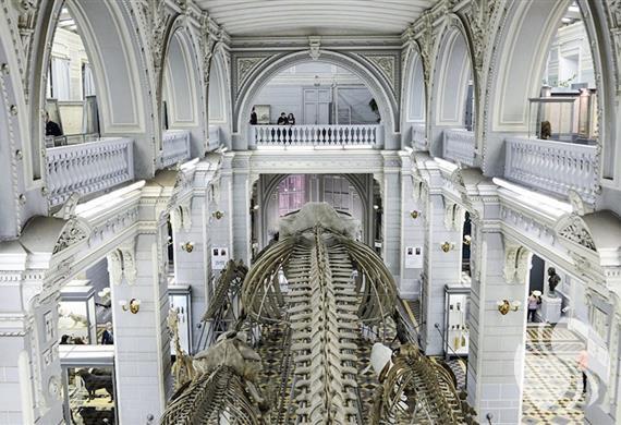 俄罗斯科学院动物博物馆